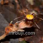 A new species of plant