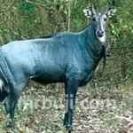 Veerangana Durgavati Tiger Reserve