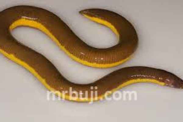 Kaziranga National Park