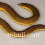 Kaziranga National Park