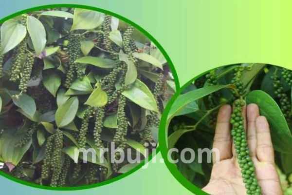 Indian Institute of Spices Research