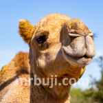 International Year of Camelids