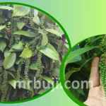 Indian Institute of Spices Research