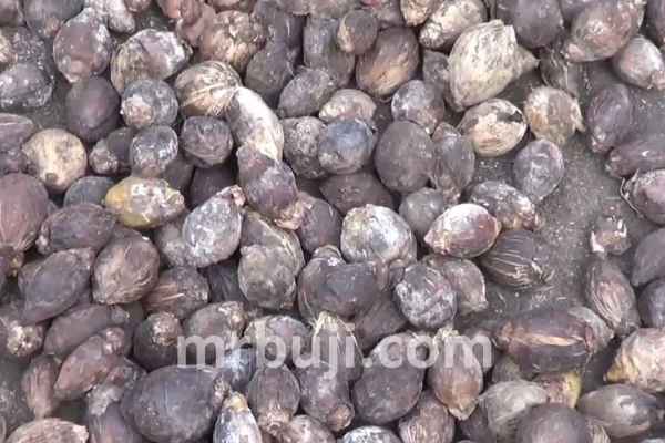 Central Plantation Crops Research Institute, Kasaragod