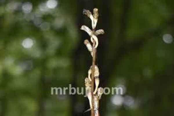 Fambonglho Wildlife Sanctuary