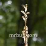 Fambonglho Wildlife Sanctuary