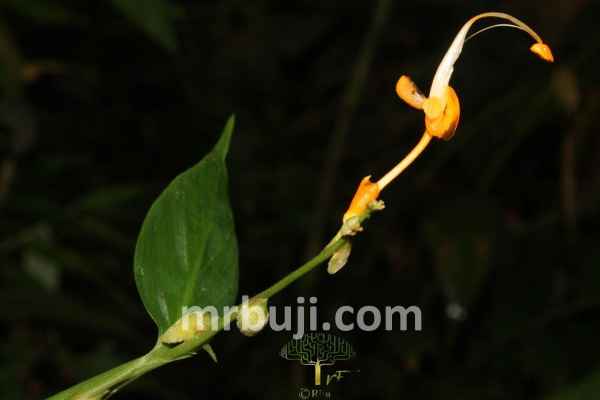 New species of plants from the ginger family