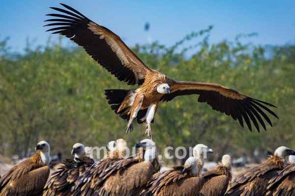 World Wide Fund for Nature,India