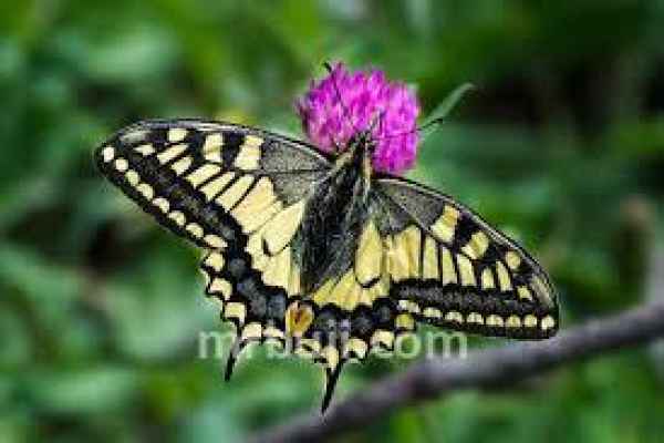 Swallowtail butterflies