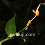 New species of plants from the ginger family