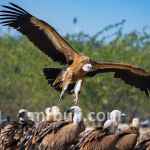 World Wide Fund for Nature,India